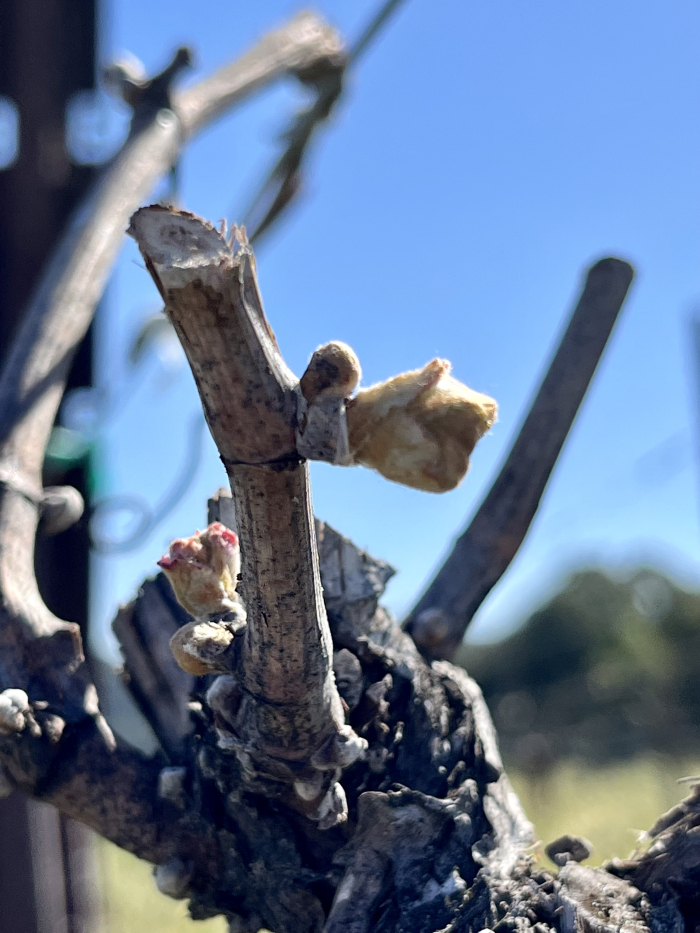 Budbreak 2022 - Viognier