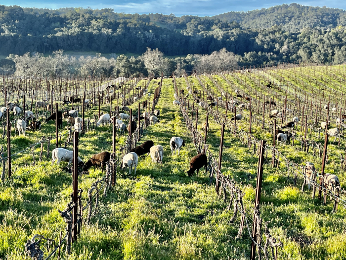 Budbreak 2022 - Sheep in Mourvedre