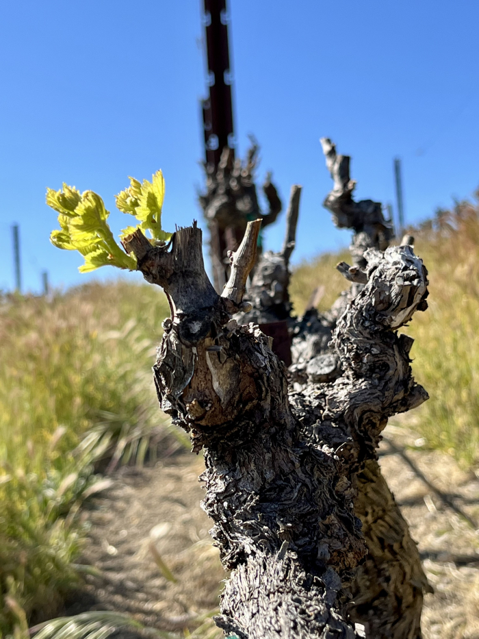 Budbreak 2022 - Grenache Blanc