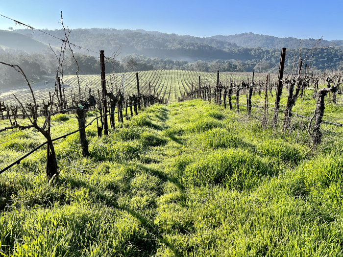 Green Vineyard February 2022