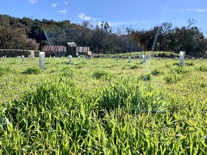 Tall grass and animal enclosure