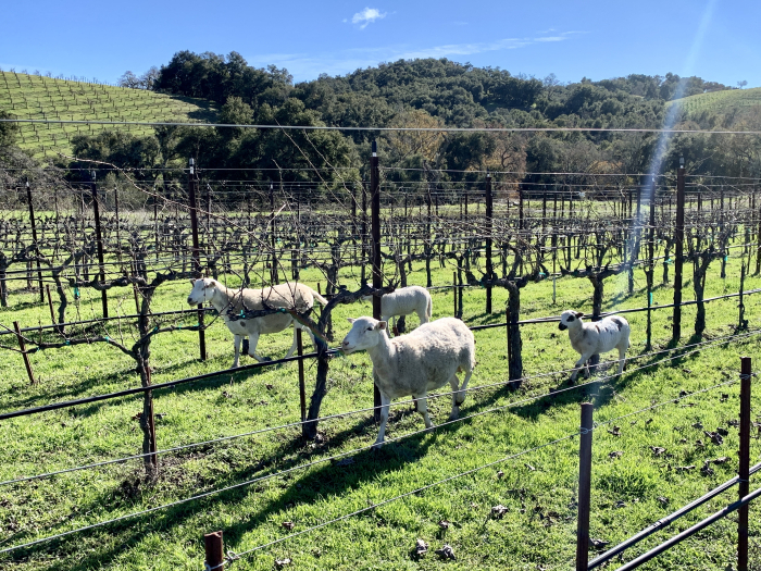 Sheep in nursery block