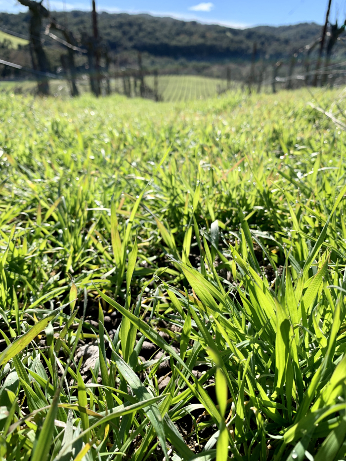 Tall grass and sheep manure
