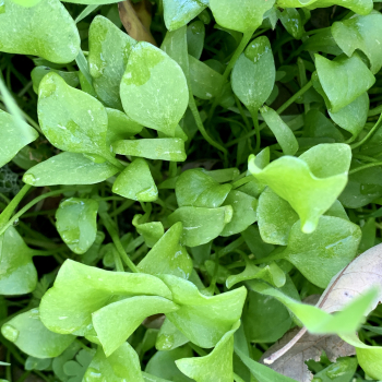 Miners Lettuce