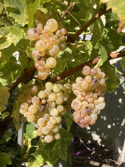 Roussanne grapes