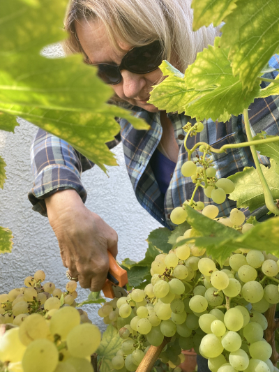 Roussanne - Mom - Harvest