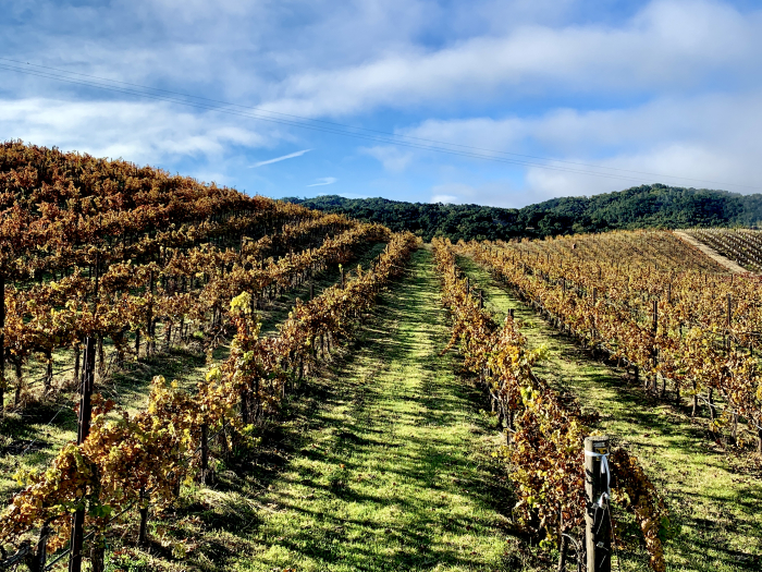 Newly green vineyard