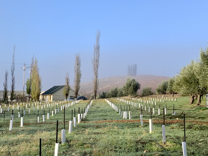 Fog lifting over new planting
