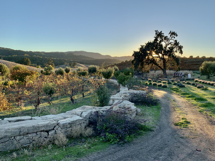 Sunset over the center of the vineyard