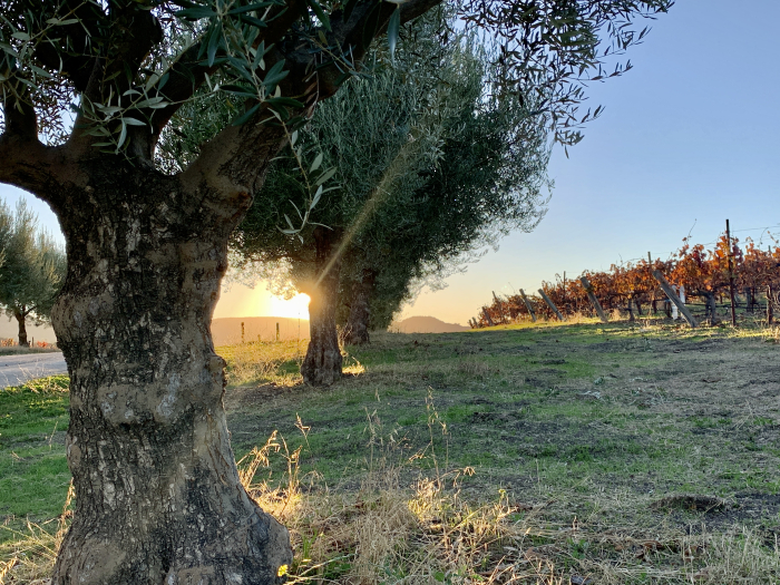 Sunset through olive trees