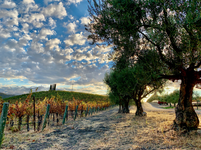 View between Mourvedre and olive trees