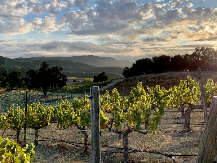 Looking west through oldest Grenache block