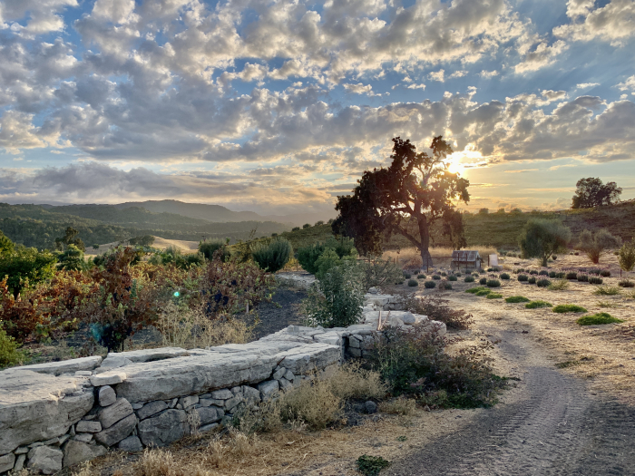 Center of the vineyard with clouds