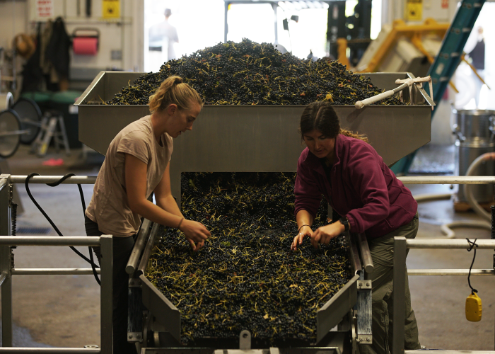 Jennifer Wootten and Lauren Danna sorting grapes