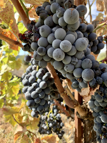 Mourvedre clusters