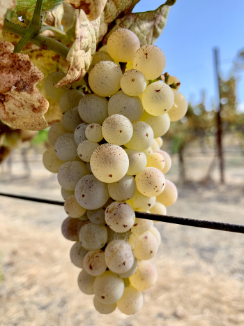 Roussanne cluster