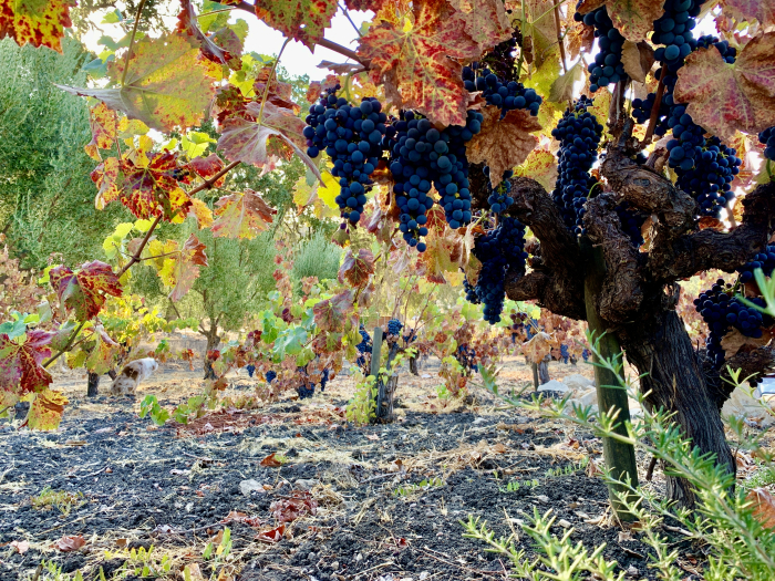Last of head-trained Mourvedre on the vine