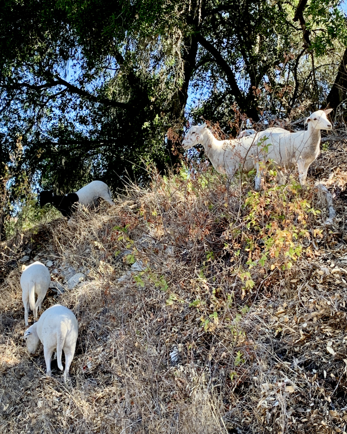 Sheep grazing on poison oak