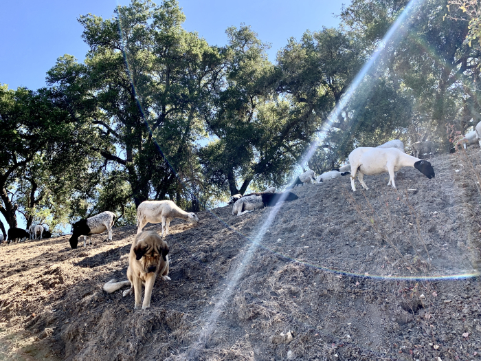 Sheep grazing in the forest with Bjorn