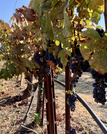 Tannat on the Vine 2021