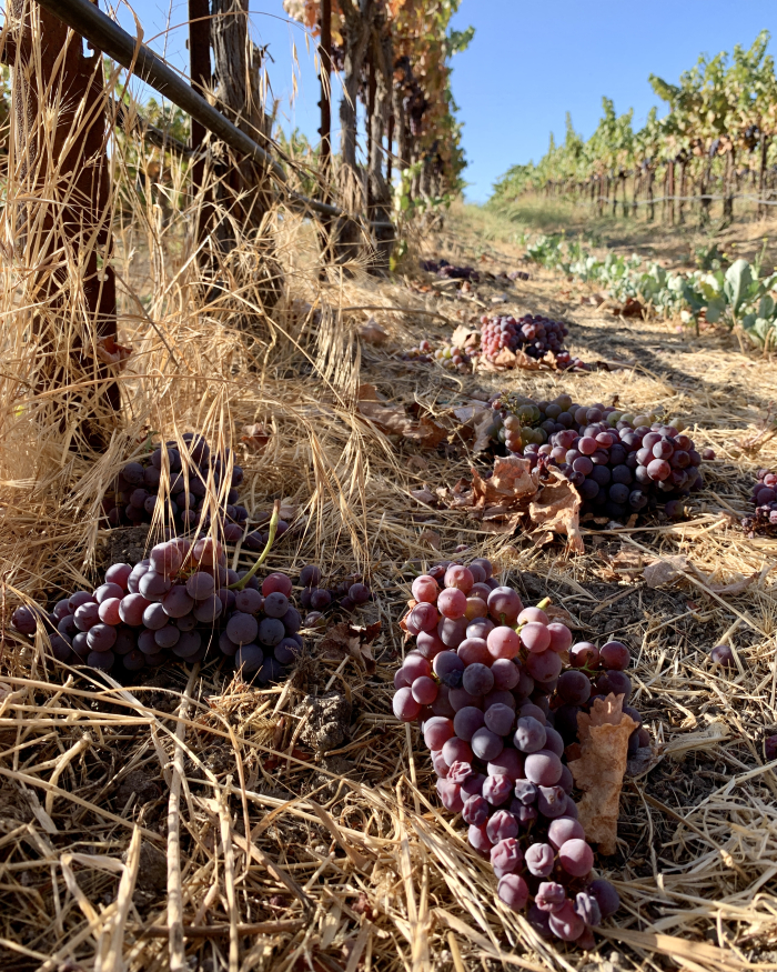 Dropped clusters Sept 2021