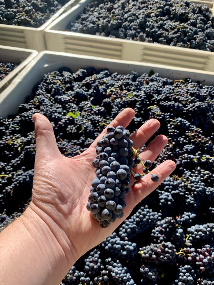 Syrah in bin and hand