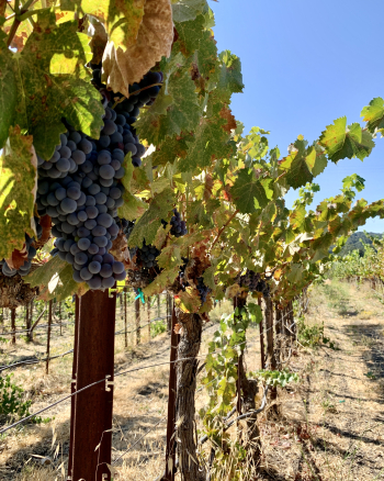 Mourvedre on the vine