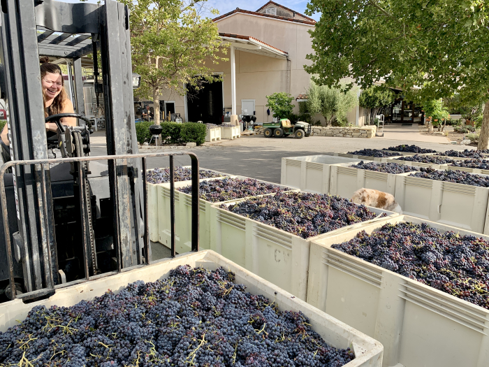 Crushpad with Grenache