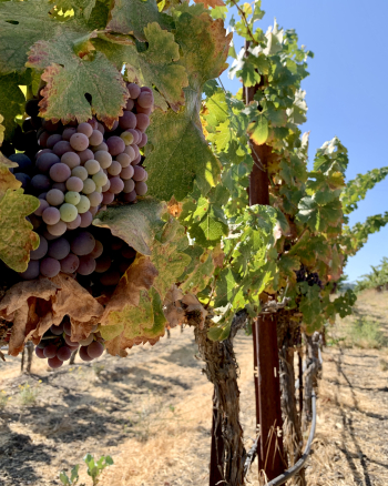 Counoise on the vine