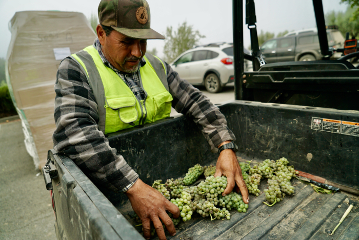David bringing in Viognier clusters