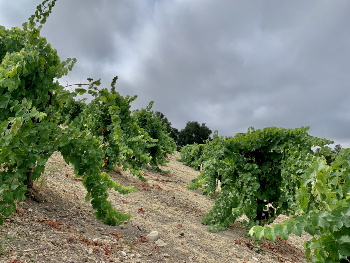 Syrah in the Fog on Scruffy Hill