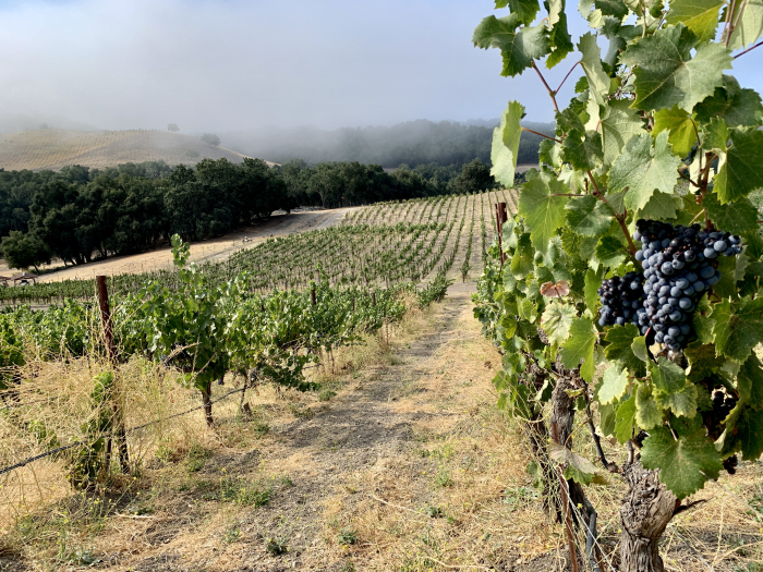 Long View of Mourvedre on Nipple Flat in Harvest Fog