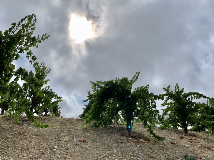 Looking up at Grenache in the Fog on Scruffy Hill