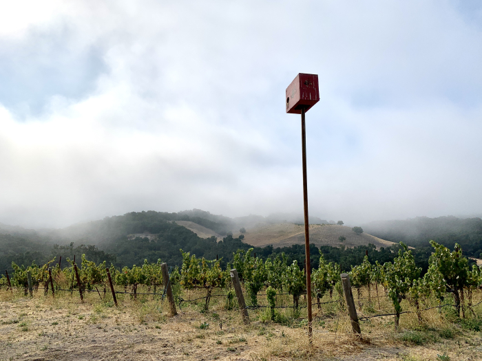 Owl box in harvest fog