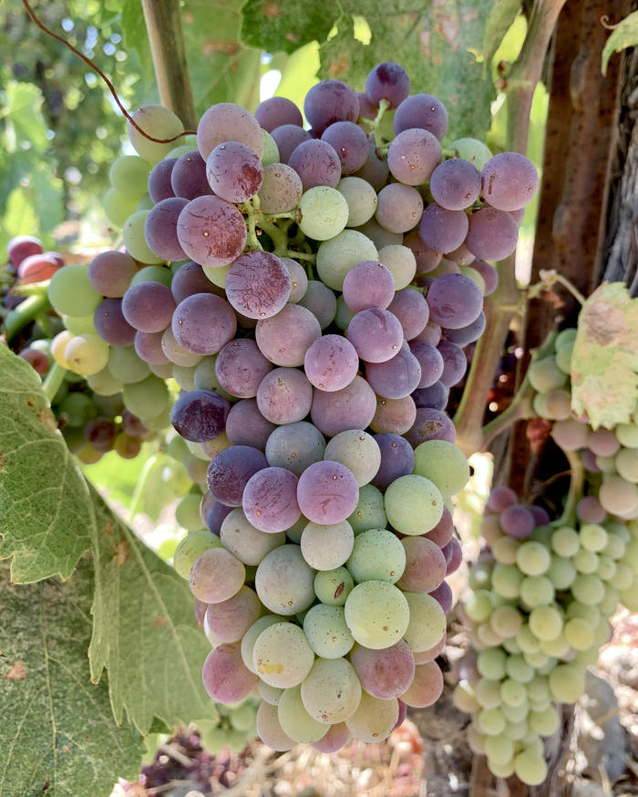 Grenache Head Trained Veraison