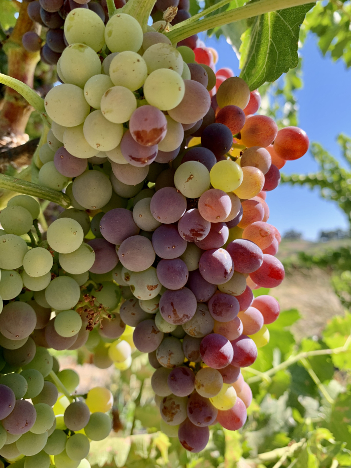 Grenache Head Trained