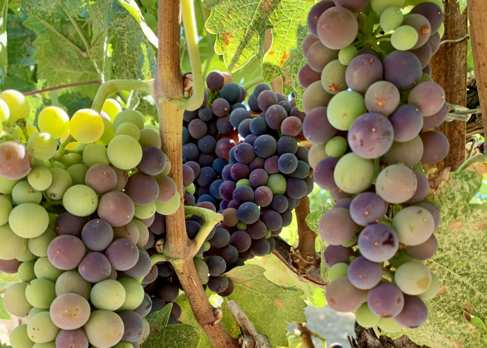 Syrah veraison horizontal