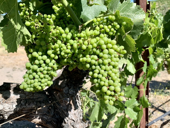 Grenache Clusters