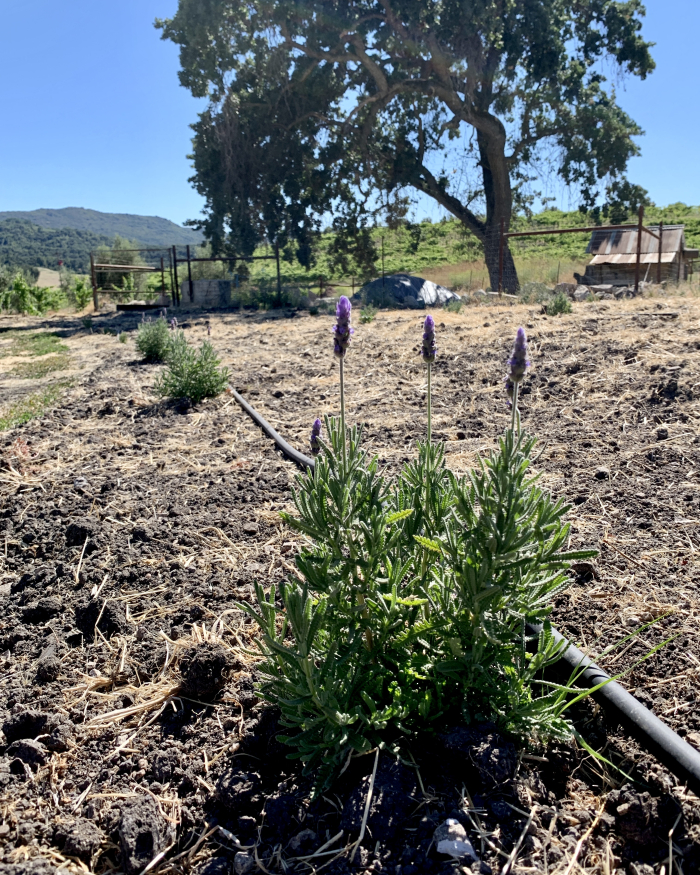 Beneficial insect planting