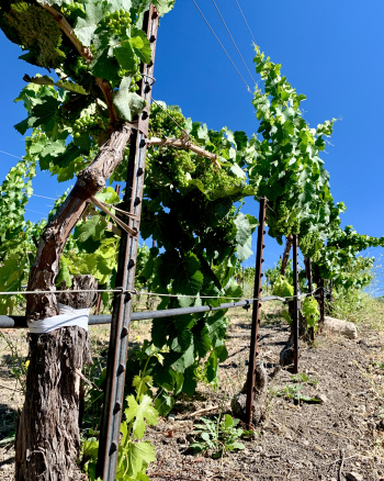 Muscardin grafts year 3