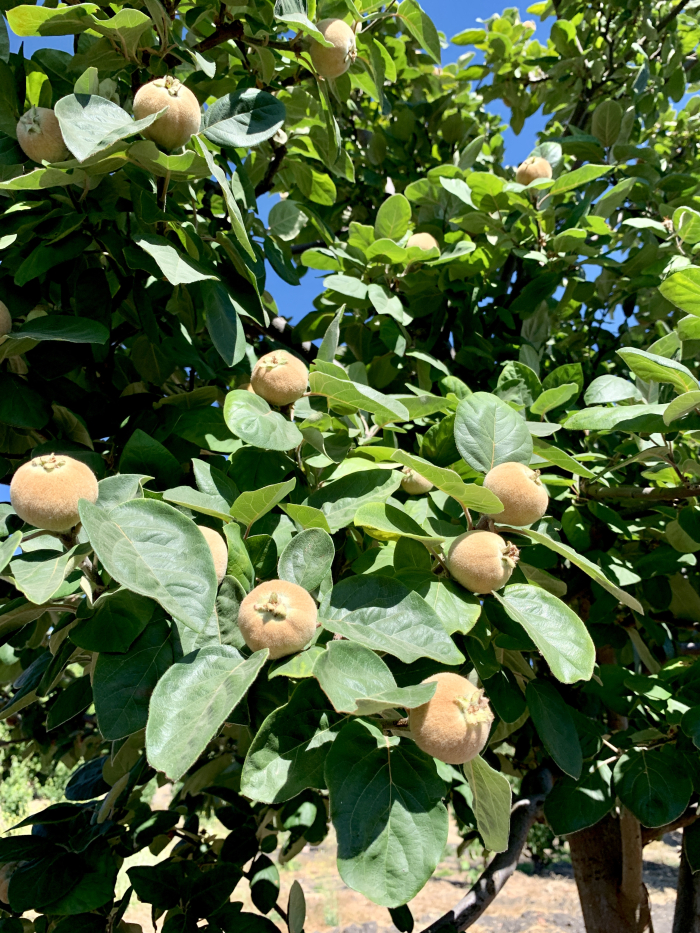 Quince tree