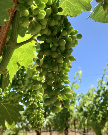 Syrah clusters