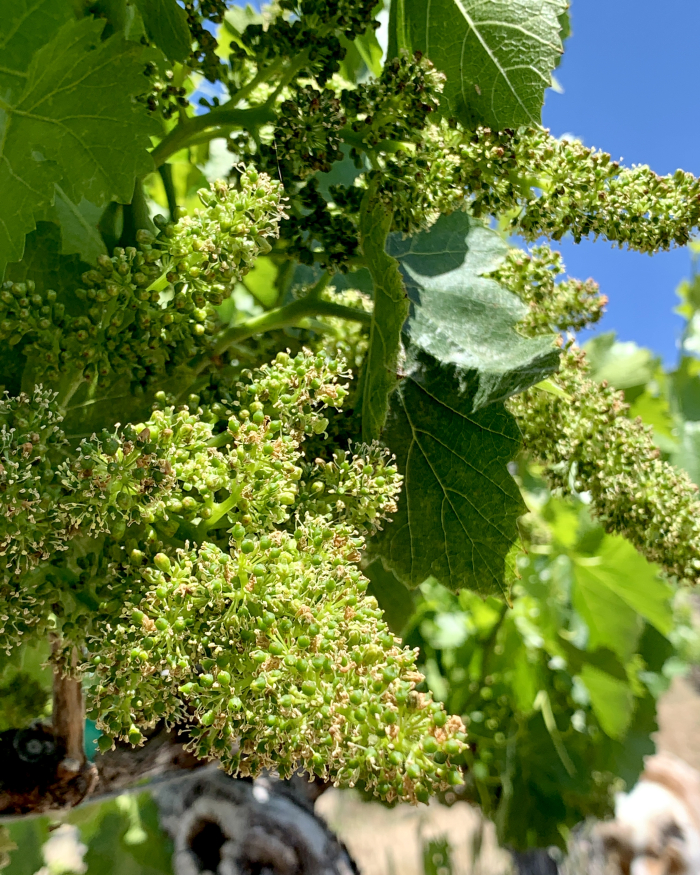 Flowering 2021 - Grenache
