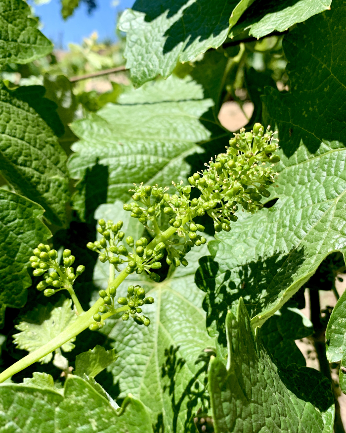 Flowering 2021 - Counoise