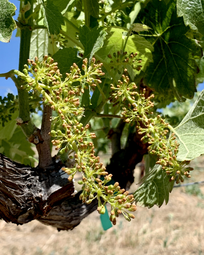 Flowering 2021 - Syrah