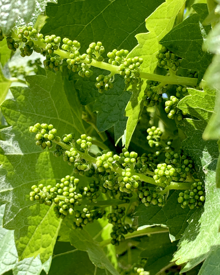 Flowering 2021 - Mourvedre