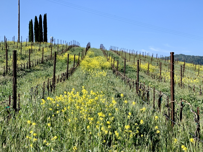 Green April 2021 - Tall cover crop and mustard