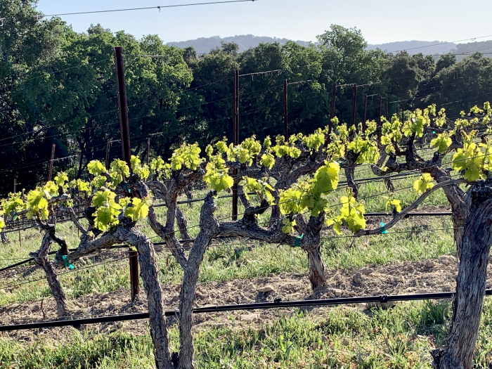 Green April 2021 - New growth Grenache C