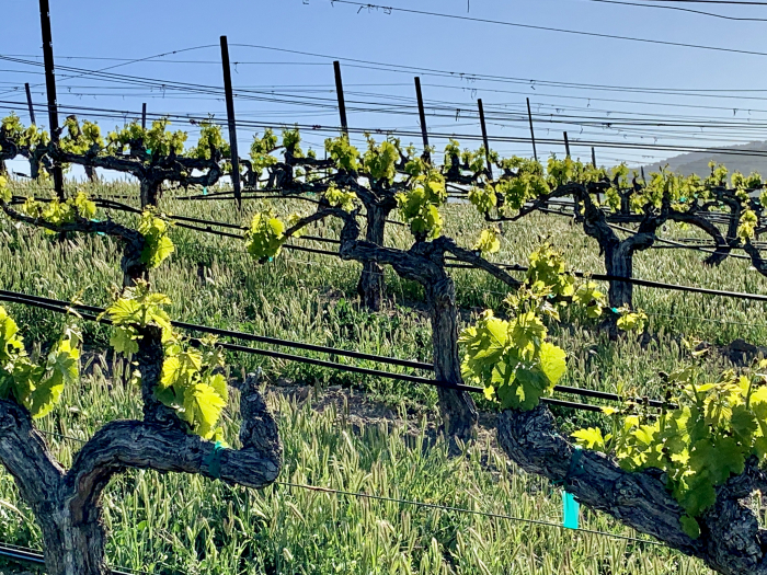 Green April 2021 - New Growth Grenache VF