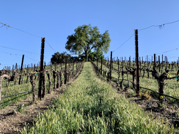 Green April 2021 - Oak tree in Counoise from below